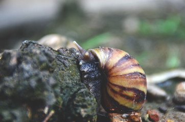 snail on leaf