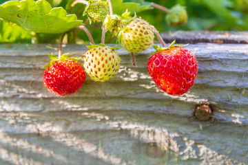 Red ripe strawberries grow in the garden in the summer