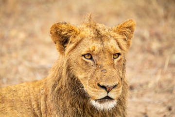 Fototapeta na wymiar portrait of a young male lion