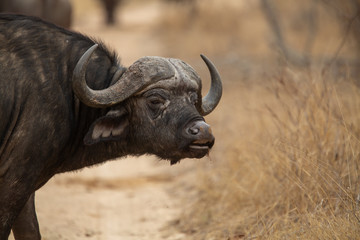 Obraz premium Breeding herd of Cape buffalo on an overcast day