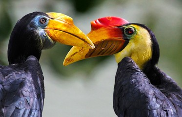 Wrinkled Hornbill