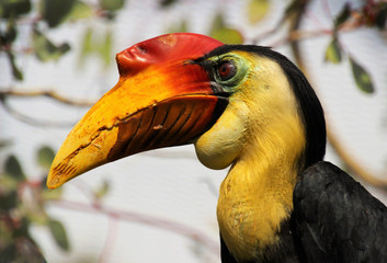 Wrinkled Hornbill