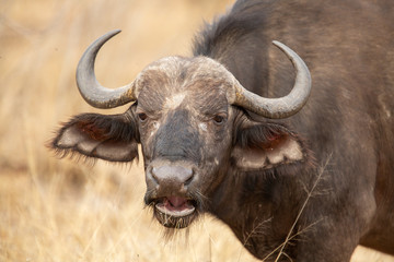 Breeding herd of Cape buffalo on an  overcast day