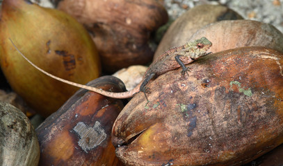 Tropical lizard on a coconut in Maldives, shallow depth