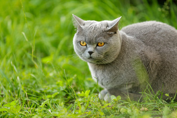 British short-haired cat on grass