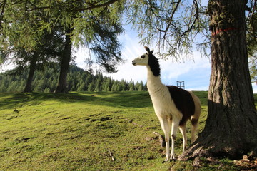 Fototapeta premium zweifarbiges Lama steht an einem Baum in den Bergen