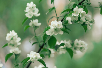 Jasmine flower. Beautiful white jasmine