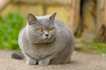British short-haired cat on grass