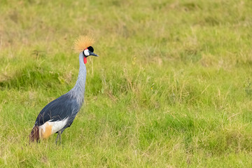 Grey Crowned Crane, Balearica regulorum, beautiful bird in Tanzania, portrait