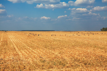 Obraz premium herd of sheep grazing on the agricultural field
