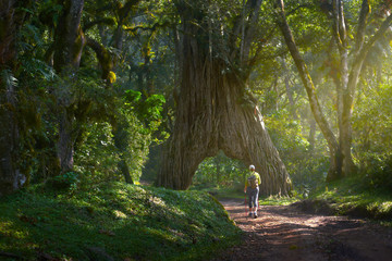 woman hiker walks along a forest road and enjoys beautiful nature in Arusha National Park,Tanzania.