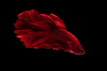 Red beautiful Siamese fighting fish long tail and fin swimming on black background.