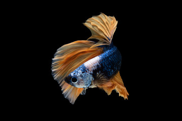Blue and yellow beautiful Siamese fighting fish long tail and fin swimming on black background.