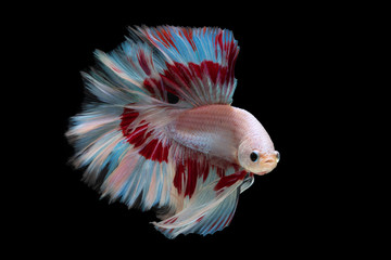 Colorful fancy beautiful Siamese fighting fish long tail and fin swimming on black background.