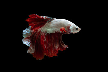 Red and white beautiful Siamese fighting fish long tail and fin swimming on black background.