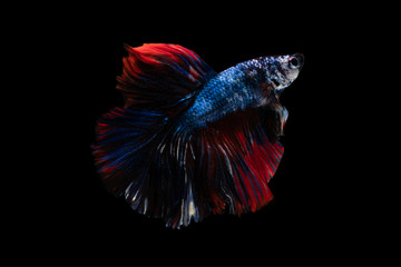 Colorful fancy beautiful Siamese fighting fish long tail and fin swimming on black background.