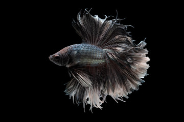 Black and white beautiful Siamese fighting fish long tail and fin swimming on black background.