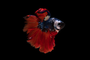 Colorful fancy beautiful Siamese fighting fish long tail and fin swimming on black background.