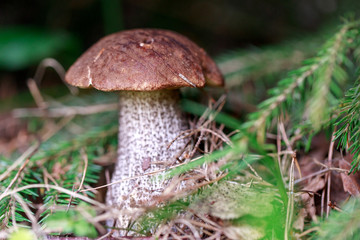 Mushrooms in forest.