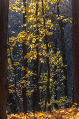 Golden autumn in the forest, Russia. Black trunks of trees and yellow leaves on dark background.