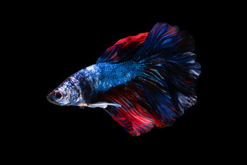 Colorful fancy beautiful Siamese fighting fish long tail and fin swimming on black background.