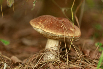 Mushrooms in forest.