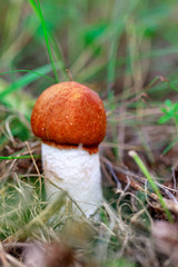 Mushrooms in forest
