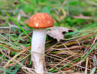 Mushrooms in forest