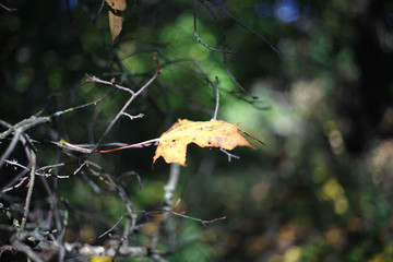 Fototapeta premium Herbstlaub