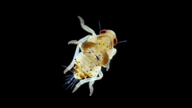 the larva is under a microscope, the stage of a nymph is a grass flea of the Psyllidae family, a pest of horticultural crops: pears, apples and other trees. Visible rudiments of wings