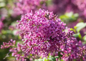 Obraz premium blossoming branch of a pink lilac