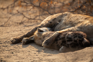 Aa clan of Hyaena relaxing around the entrance to a den feeding and suckling