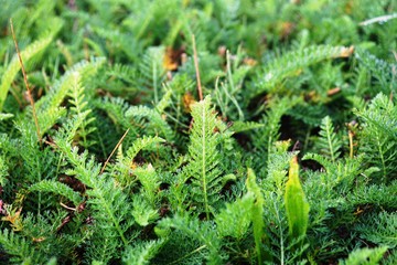 achillea millefolium
