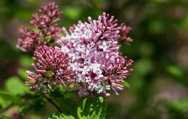 blossoming branch of a pink lilac