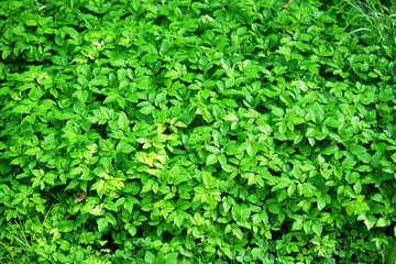 green leaves background