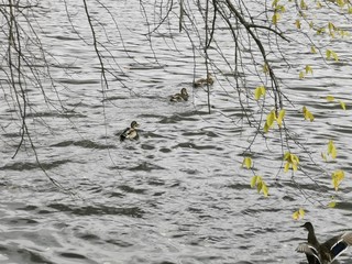 ducks in pond