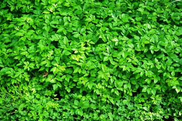 green leaves background