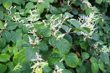 green leaves of a tree