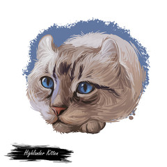 Highlander kitten lying on paw on white background. Digital art illustration of hand drawn kitty for web. Head of kitten with deep blue eyes looking. Portrait view of animal with mustache watercolor © dneprstock