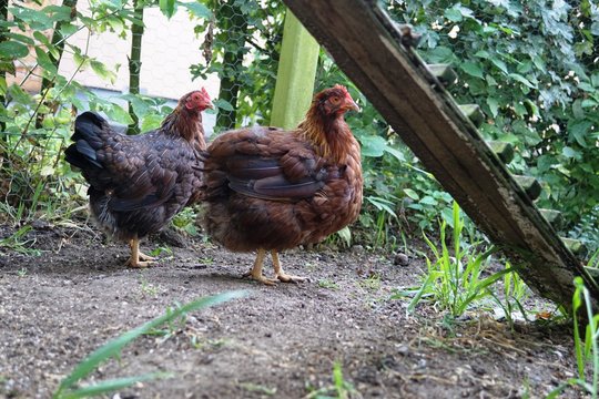 twins, Welsumer Huhn, Zwerghuhn,Zwergh&uuml;hner,rostrebhuhnfarbig; rotrebhuhnfarbig (NL); orangefarbig und Perlgrau-Orangefarbig,Bantam