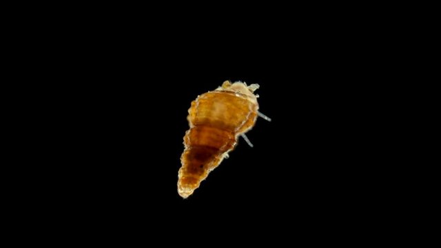 A snail under a microscope, class Gastropoda, size is only about 1 mm, take a sample in the Black Sea, possibly of the genus Cerithium