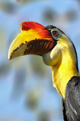 Wrinkled Hornbill