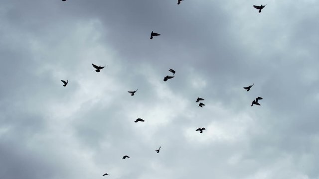 Flock of Birds in the Gloomy Sky. A flock of birds against the sky. Slow Motion at a rate of 240 fps