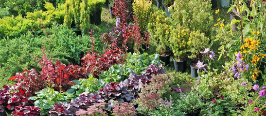 Farmer sells self-grown  decorative  garden  evergreen plants and simple flowers  in a green meadow