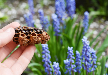 Queen bee cup in beekeeper hand. When conditions are favorable for swarming, the queen will start laying eggs in queen cups.