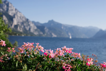 Obraz premium Purple flowers on the background of mountains and green lake