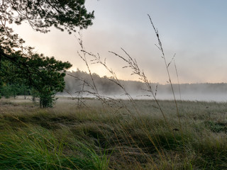 Scenic view from swamp , morning landscape with fog over a small forest lake and swamp  at autumn morning, frost, beautiful reflections, Driskina lake, Raiskums parish, Latvia