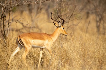 Naklejka na ściany i meble Impala walking through the african savanna 