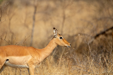 Impala walking through the african savanna 
