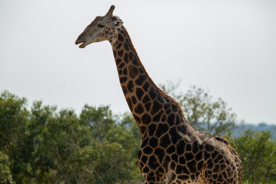 Male Giraffe chewing on a bone, called Oestophagia